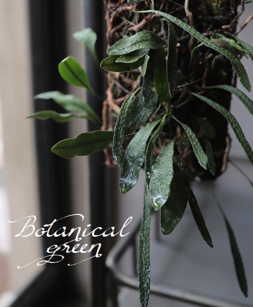 �ڴ��տ�ʪ�ۡ��إ��å����ҥȥĥХ����١��������ȡ١��إ����դ�����������