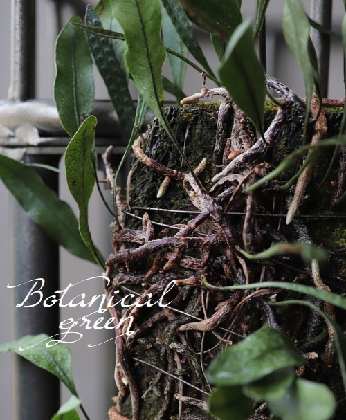 �ڴ��տ�ʪ�ۡ��إ��å����ҥȥĥХ����١��������ȡ١��إ����դ�����������