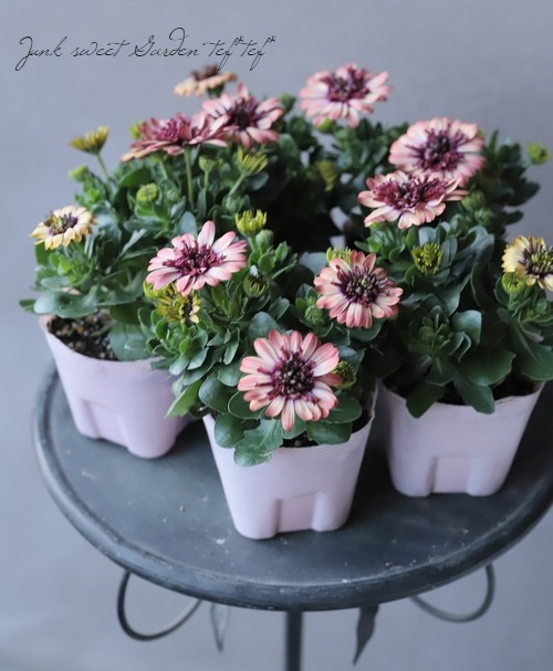 ゲブラさんの八重咲きダブル・オステオスペルマム 『茜ロマン