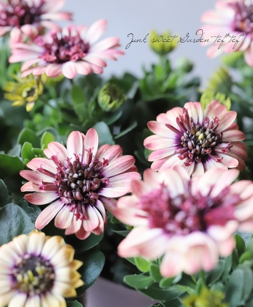 ゲブラさんの八重咲きダブル・オステオスペルマム 『茜ロマン