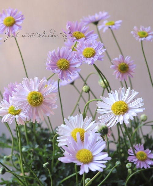 �ɺ��֥饭���ࡦ�����ܡ��ߥ��ƥ��饤��å��ܥߥ��ƥ��ԥ� MIX����