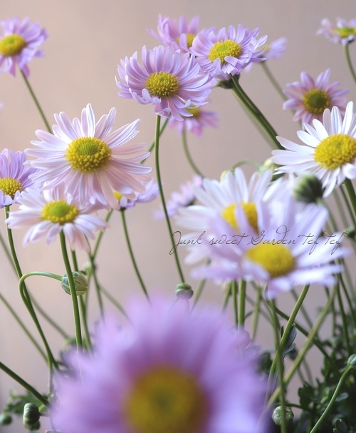 �ɺ��֥饭���ࡦ�����ܡ��ߥ��ƥ��饤��å��ܥߥ��ƥ��ԥ� MIX����