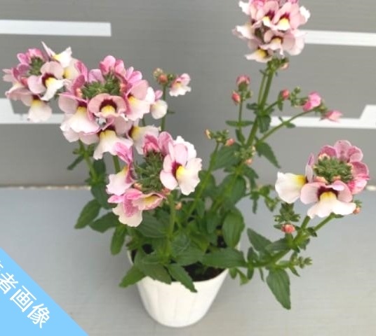 ������ݥ��ꥸ�ʥ� �ɺ��ͥ᥷�����ѥ��ƥ��� �إ����꡼�ۥ磻�ȡ�
