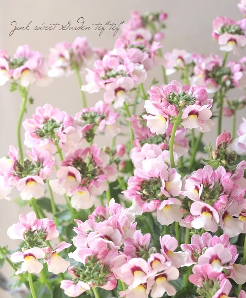 松原園芸オリジナル 宿根ネメシア・パステシア 『チェリーホワイト