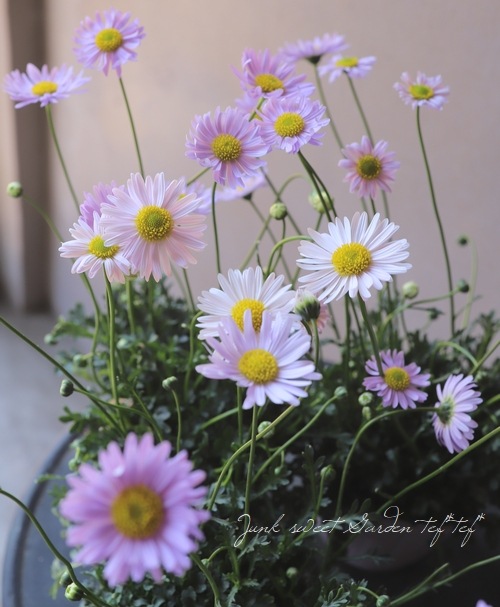 �ɺ��֥饭���ࡦ�����ܡ��ߥ��ƥ��饤��å��ܥߥ��ƥ��ԥ� MIX����