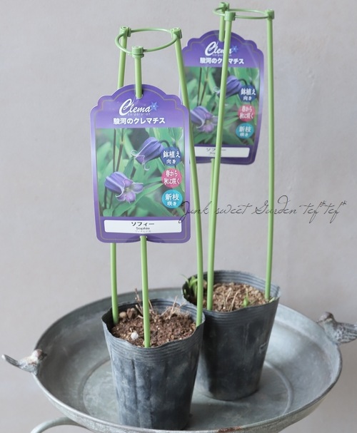 クレマチス ソシアリス 株分苗 壺型 つぼ型 楽天市場】クレマチス 壺の通販 クレマチス ソシアリス 株分苗 壺型 つぼ型 楽天市場】クレマチス 壺の通販