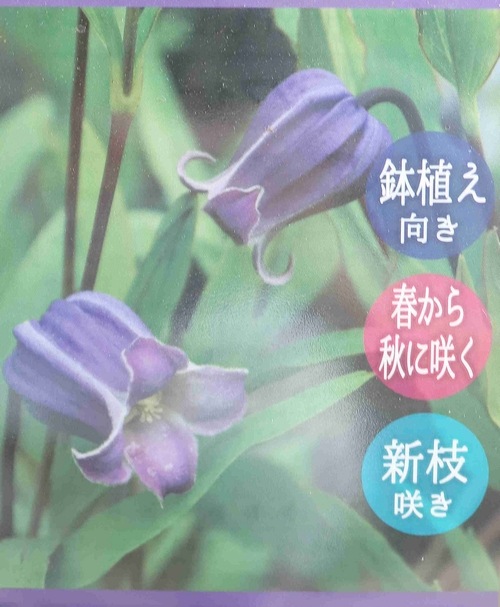 壺型クレマチス・ヴィオルナ系 『ソフィー』 | すべての商品 | | Junk