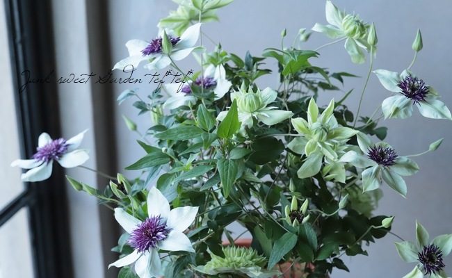 ����ޥ������إե���������ܥ�ǥ����ʡ������š١�MIX����