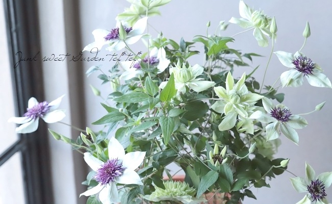 ����ޥ������إե���������ܥ�ǥ����ʡ������š١�MIX����