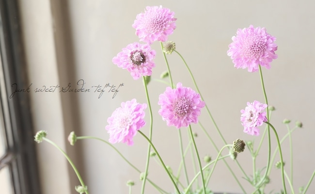 スカビオサ 『クドーピンク』 | すべての商品 | | Junk sweet Garden