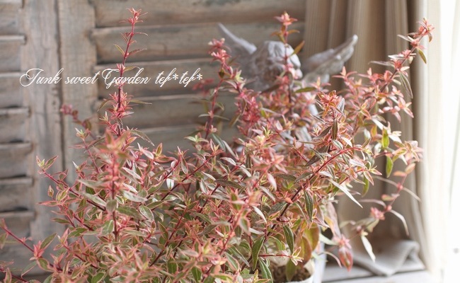 ���٥ꥢ���إ���ե��åƥ���