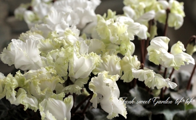 コンテナミニシクラメン フリンジが可愛い！『森の妖精』ホワイト系