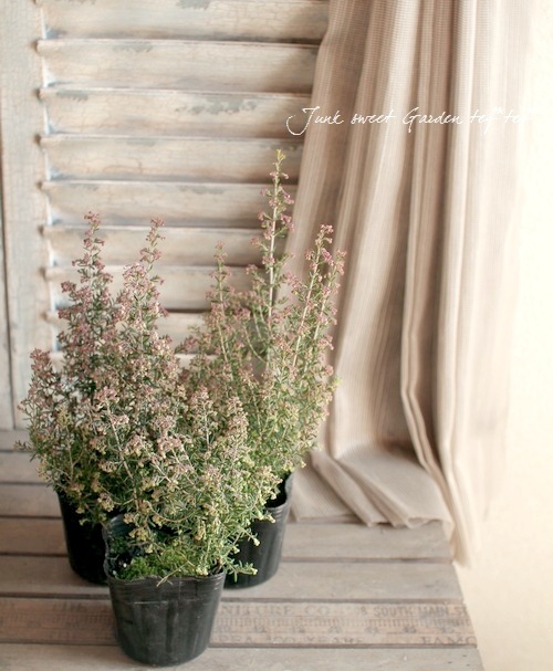 <i>Erica canaliculata</i><BR><BR>����Υᥨ�ꥫ<BR>�إ��ʥꥯ�顼����