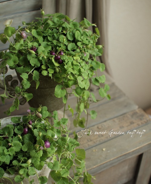 �إѡ��ץ륯���٥꡼��