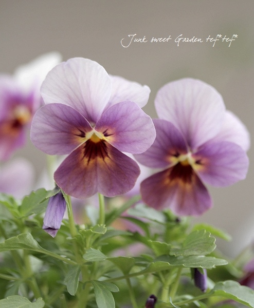 ���ӥ��顦��⤫���꡼�����ؤ֤ɤ���