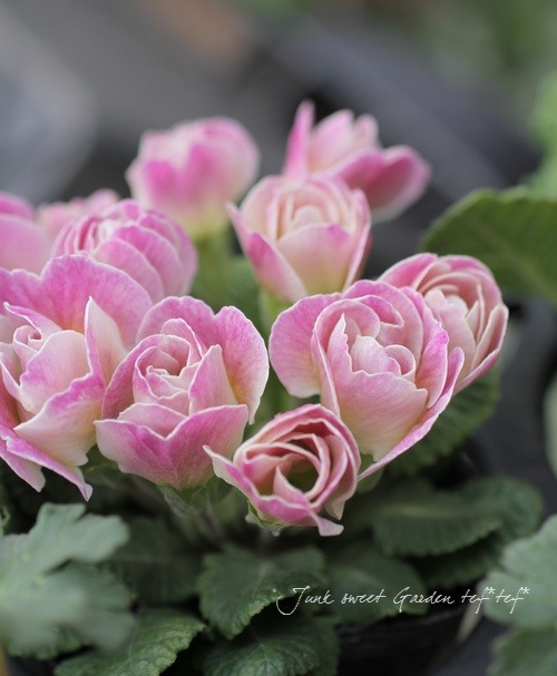 �ץ��顦�ϥ��֥�å�<BR>�إѥ��ƥ륫�顼��<BR>3.�ݥå�