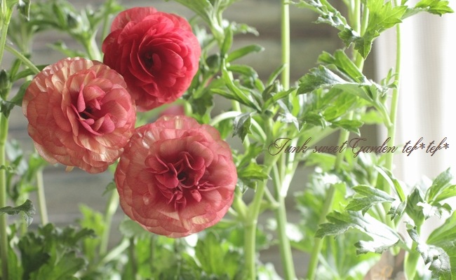 にゃーにゃ様◆ちょっと訳あり【ドライフラワー】アリッサム （ 812 ） にゃーにゃ様◇ちょっと訳あり【ドライフラワー】アリッサム （ 812