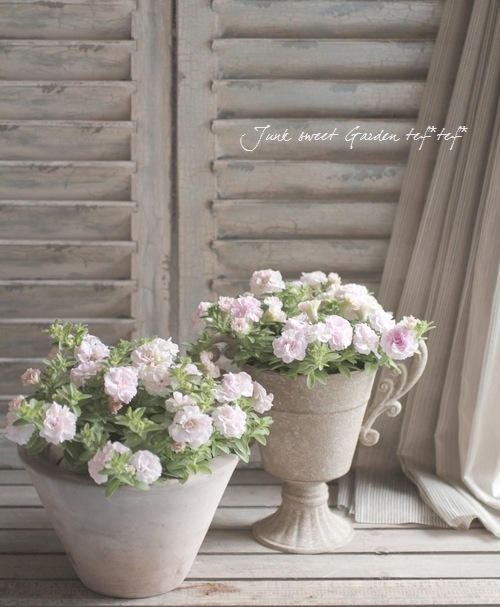 i>Petunia×hybrida</i><BR><BR>小輪・八重咲きペチュニア<BR>『VIVA