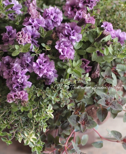 Petuniahybrida<BR><BR>إߥˡȬź餭<BR>ڥ˥<BR>إ֥֥롼