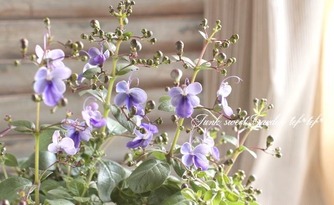 <i>Clerodendrum ugandense</i><BR><BR>󤤤礦<BR>ǥɥ<BR>إ֥롼󥰡