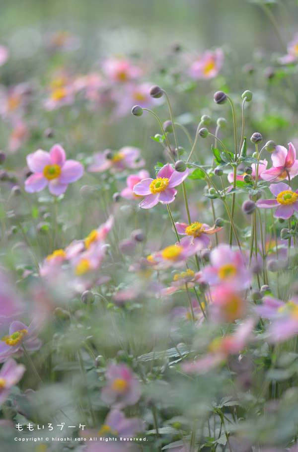信州産　秋明菊桃色・白　joy様　ご確認用です♪ ももいろ様 確認用 信州産 秋明菊桃色・白 joy様 ご確認用です