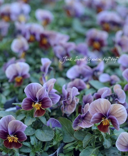 ������ƥ������ӥ��顡�إե����ƥåɥ��祳�졼�ȡ�