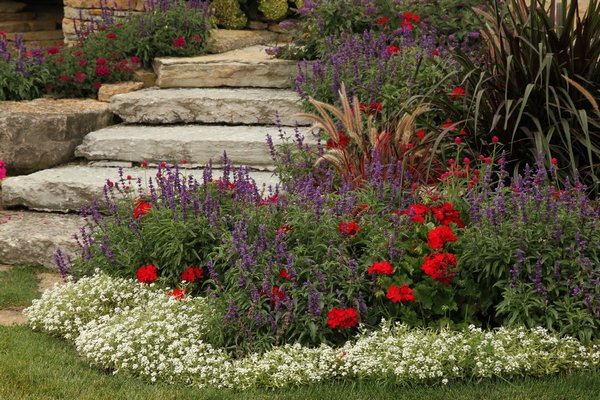 【Anthuroom】AOS x ブルーパピ 4【斑入り個体】 Anthuroom】AOS x ブルーパピ 4【斑入り個体】