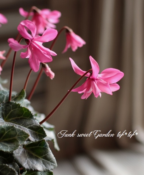 シクラメン シクラメン シェルウィング｜WEBカタログ｜未来アグリス株式会社|未来