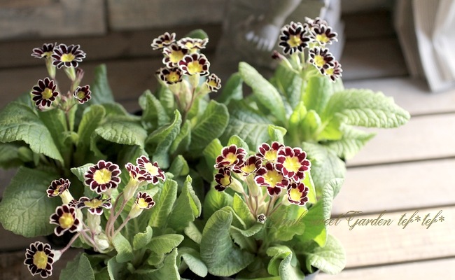<i>Primula</i><BR><BR>����ƥ������ץ���<BR>����ϡإ���С��졼����