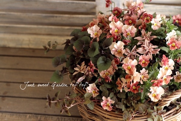 びおら様ご予約品　桂楓園　ブルーパンビオ3苗　マジックアワー　パスフリ　タグ付き びおら様ご予約品 桂楓園 ブルーパンビオ3苗 マジックアワー パスフリ