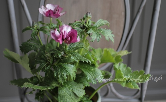 ラナンキュラス ラックスシリーズ 『エウロペ』 綾園芸さん育種！生産