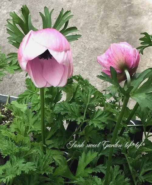 2年物！PREMIUM】 アネモネ・ポルト 『パール』 | すべての商品