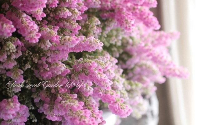 <i>Erica chamissonis<i><BR><BR>���ꥫ �إ���ߥ��˥���