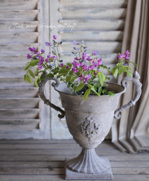 <i>Perennial sweet pea</i><BR><BR>�������ɺ������ȥԡ�<BR>�إ饷�饹���ԥ󥯡٤ȡإѡ��ץ�٤�MIX����