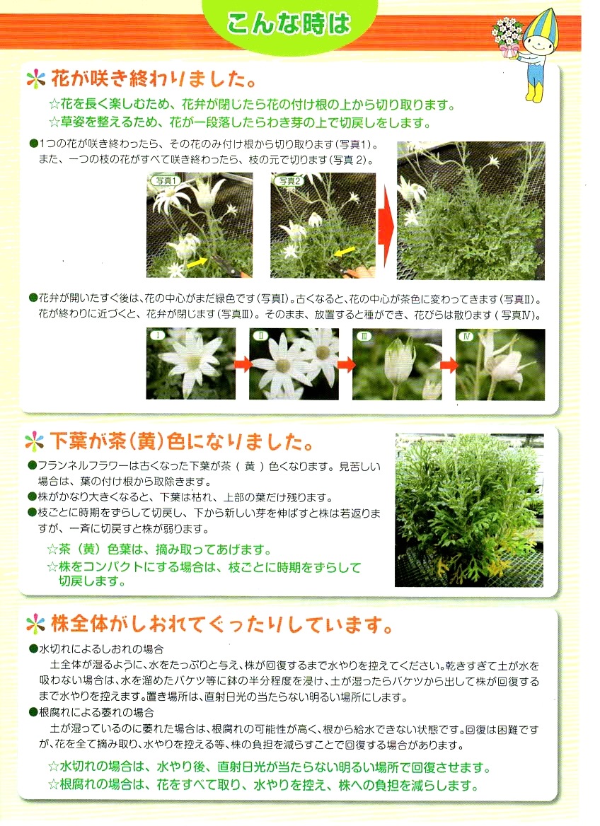 <i>Actinotus helianthi<BR><BR>�����ʼ�ե��ͥ�ե��إԥԡ�