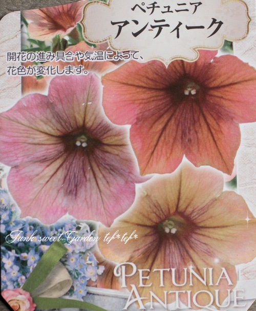 ゲブラさんオリジナル】 ペチュニア 『アンティーク』 | すべての商品