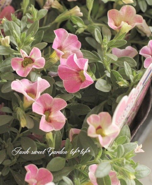 カリブラコア・カメレオン 『ピンクグレイス』 | すべての商品