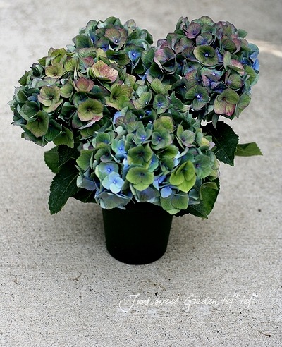 i>Hydrangea</i><BR><BR>秋色紫陽花<BR>カメレオン『大空』<BR>ブルー