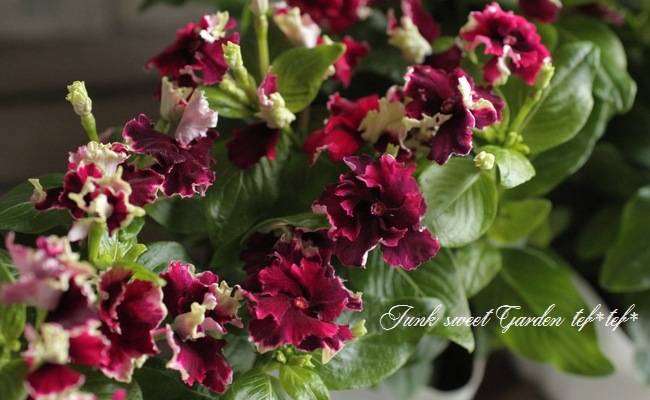 <i>Catharanthus roseus</i><BR><BR>�˥��˥�����<BR>�ե�󥸥ӥ�<BR>�إ磻��ե�󥸡�