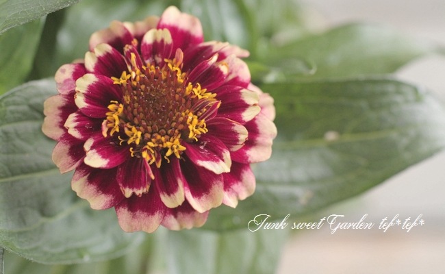 <i>Zinnia haageana</i><BR><BR>ƥʿ礤<BR>˥ƥå<BR>إСǥ
