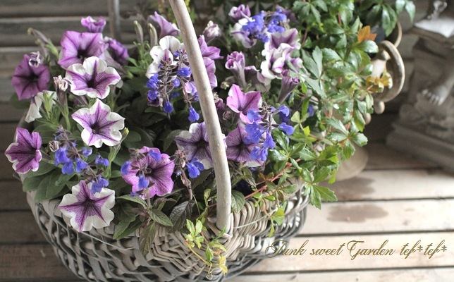 <i>Petunia��hybrida</i><BR><BR>�ڥ���˥����ץ쥸�㡼<BR>�إۥ磻�ȥ�٥������������