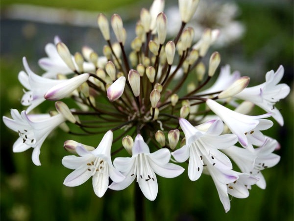 <i>Agapanthus</i><BR><BR>�����ѥ󥵥�<BR>�إ����꡼�ߥ륯��