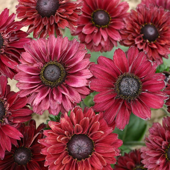 八重咲きルドベキア ルビールビー すべての商品 Junk Sweet Garden Tef Tef