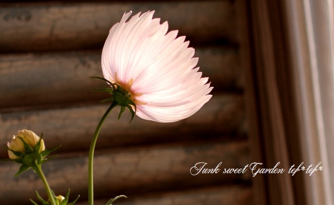コスモス コスモス キャンディーストライプの種 - 植物愛好家のための鮮やかな花