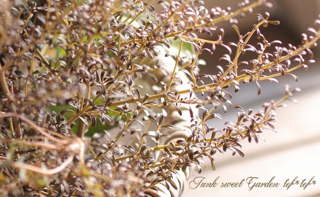 tef*tef*�󤻿���<BR>2015 * no94 *<BR><BR>���λޤ��