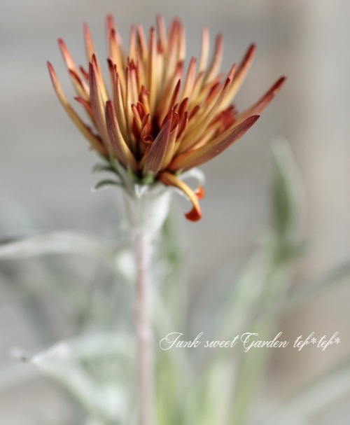 ɺȬź餭˥إ󥸥󥹥ѡ