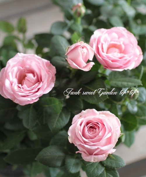 i>Rosa.Min.infinity</i><BR><BR>ミニバラ・インフィニティ<BR