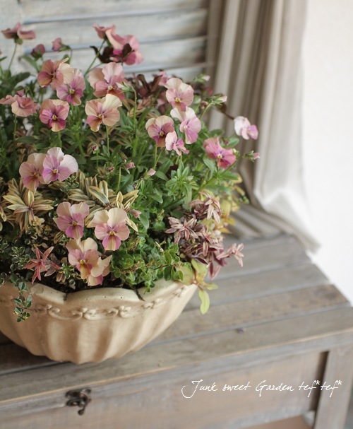 ビオラ・アンティークピンク 『しんしん』 | すべての商品 | | Junk