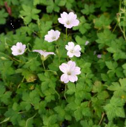 どりどり様　ゲラニウムバーシカラー　2苗 ゲラニウムサモボル3苗 どりどり様 ゲラニウムバーシカラー 2苗 ゲラニウムサモボル3苗