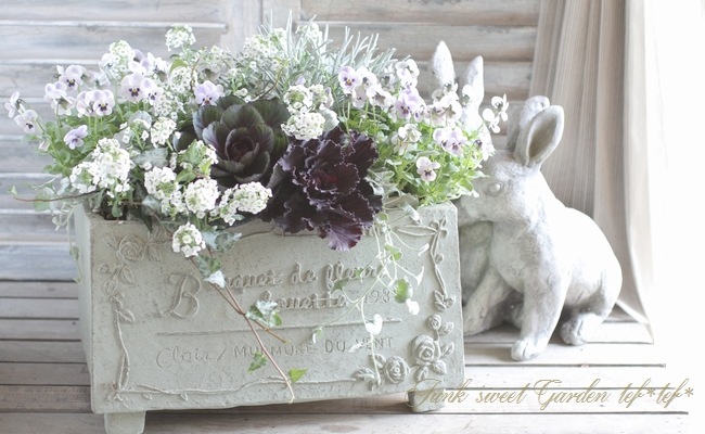 <i>Lobularia hybrid</i><BR><BR>���٥����ѡ�����å���<BR>�إ���С����ȥ꡼���